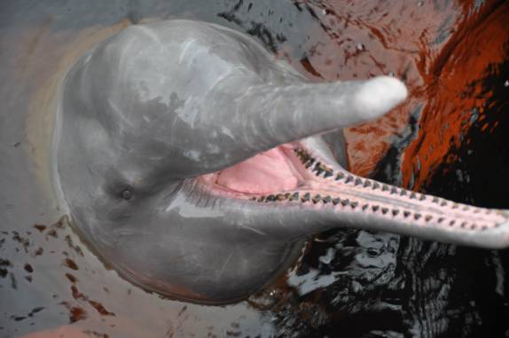 Boto Cor de Rosa espera por um pedaço de peixe, em Novo Airão - AM